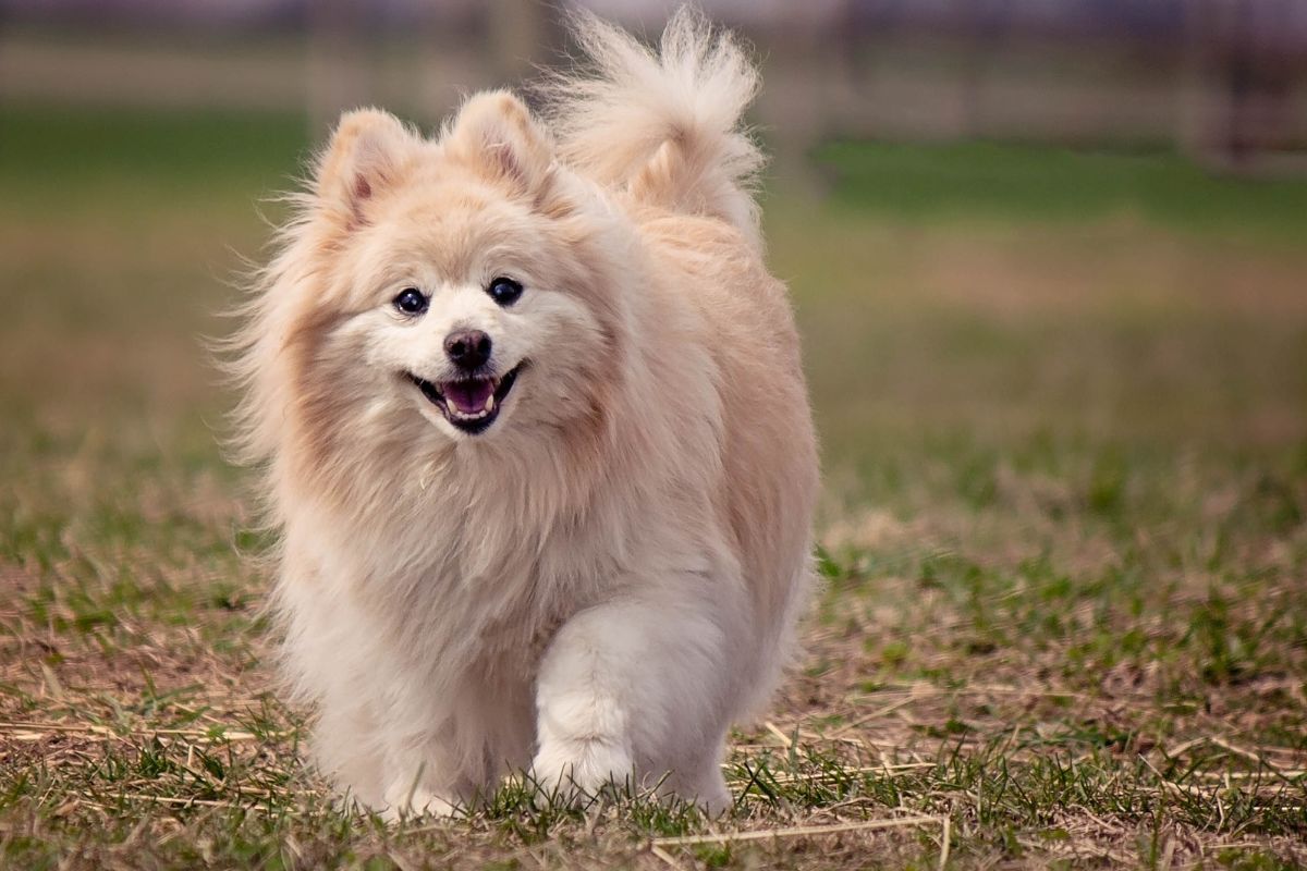 Pomerian Dog