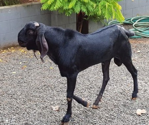 Beetal Goat