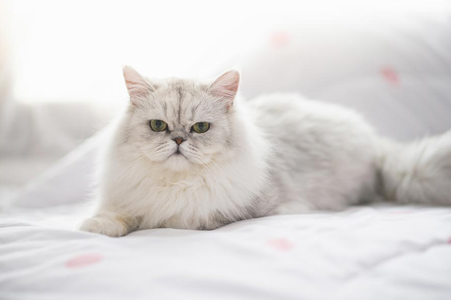 Persian Cat