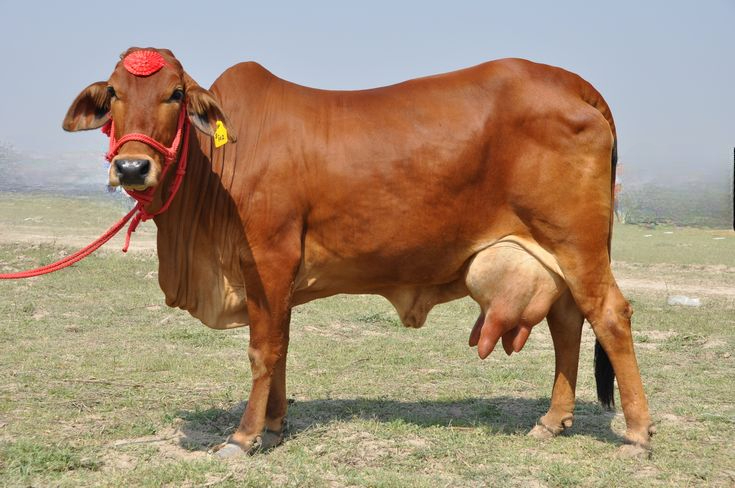 Sahiwal Cow